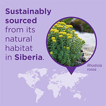 Rhodiola Force 300Mg With Potent Rhodiola For Endurance + Mood Support + Stress Adaptogen + NonGmo Ingredients 30 Ct Vegetarian Capsules